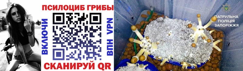 Галлюциногенные грибы Psilocybe  Спасск-Рязанский 